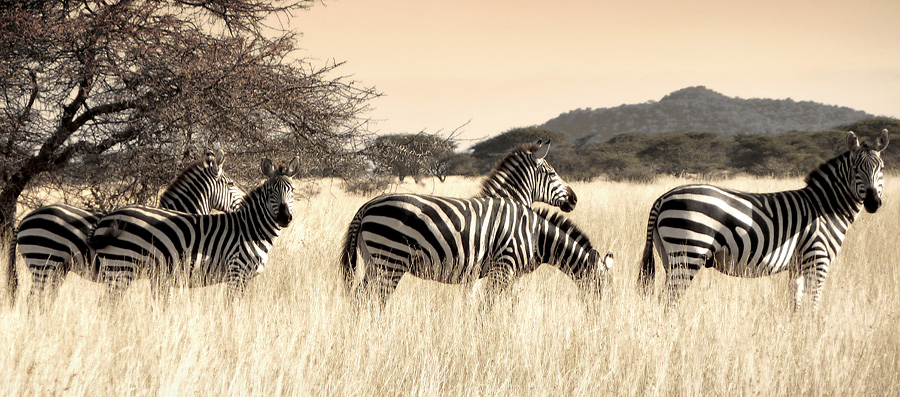 ZEBRAS by photographer tina broccoli